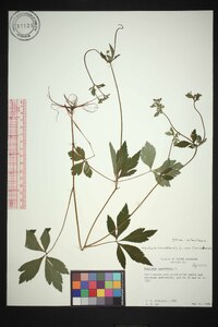 Sanicula canadensis var. canadensis image