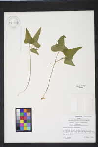 Viola hastata image
