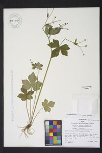 Ranunculus recurvatus var. recurvatus image