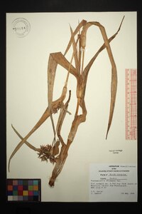 Tradescantia ohiensis image