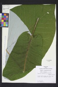 Magnolia macrophylla image