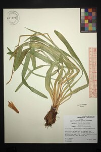 Amianthium muscitoxicum image