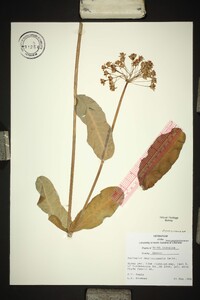 Asclepias amplexicaulis image