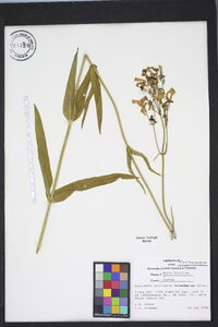 Penstemon laevigatus image