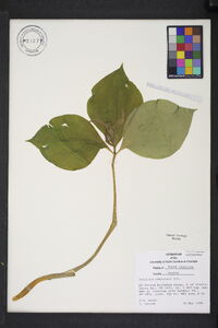 Trillium catesbaei image