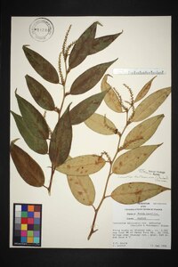 Leucothoe fontanesiana image