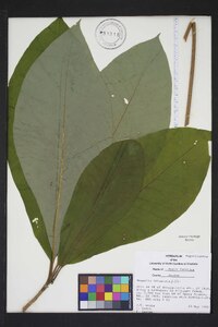 Magnolia tripetala image