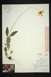 Coreopsis auriculata image