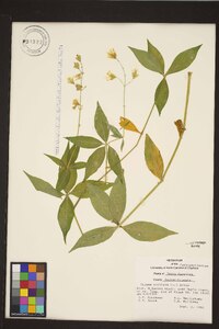 Silene stellata image