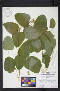 Smilax herbacea image