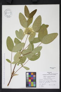 Clematis ochroleuca image