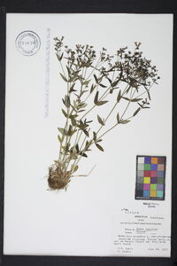 Houstonia purpurea image