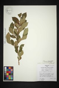 Lyonia ligustrina var. ligustrina image