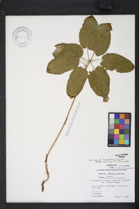 Smilax biltmoreana image