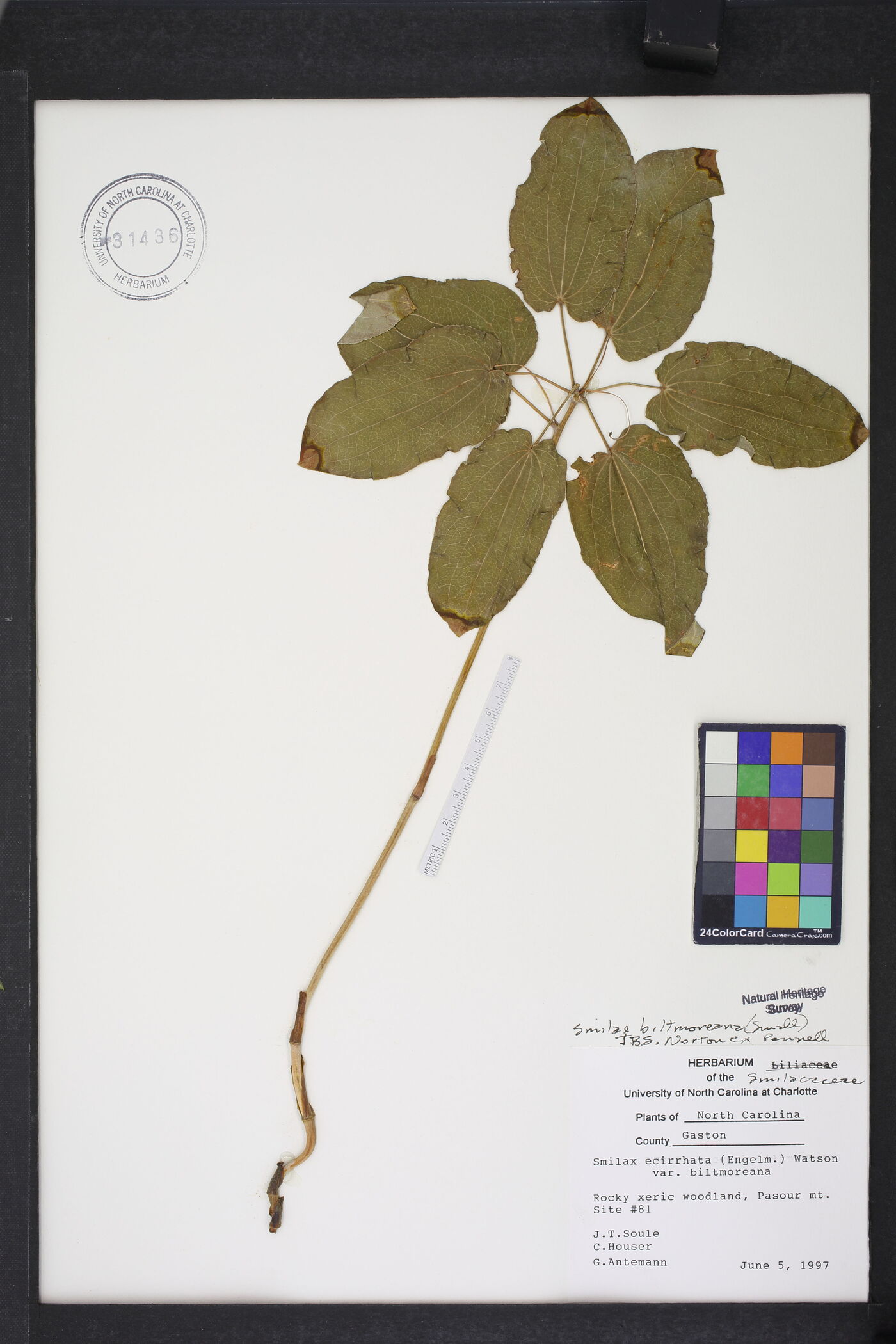Smilax biltmoreana image