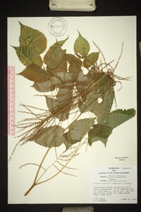 Aruncus dioicus image