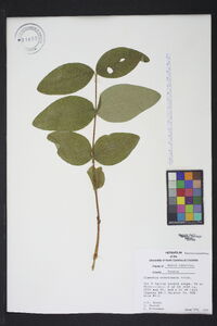 Clematis ochroleuca image