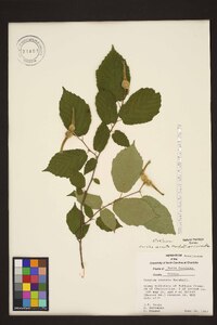 Corylus cornuta image