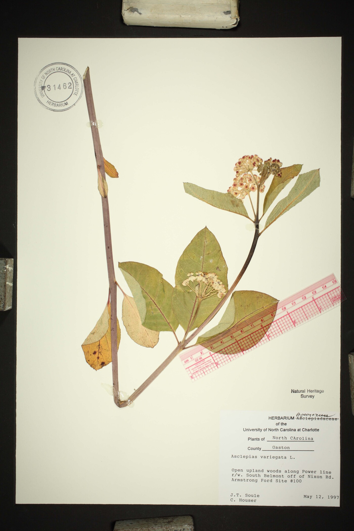 Asclepias variegata image