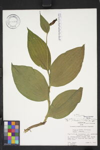 Cypripedium parviflorum var. pubescens image