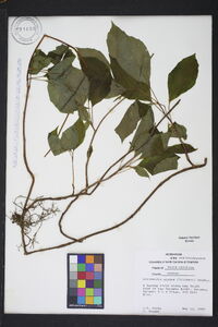 Schisandra glabra image