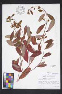 Hypericum walteri image