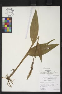 Platanthera flava image