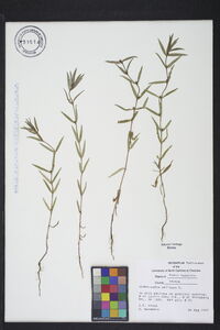 Oldenlandia uniflora image