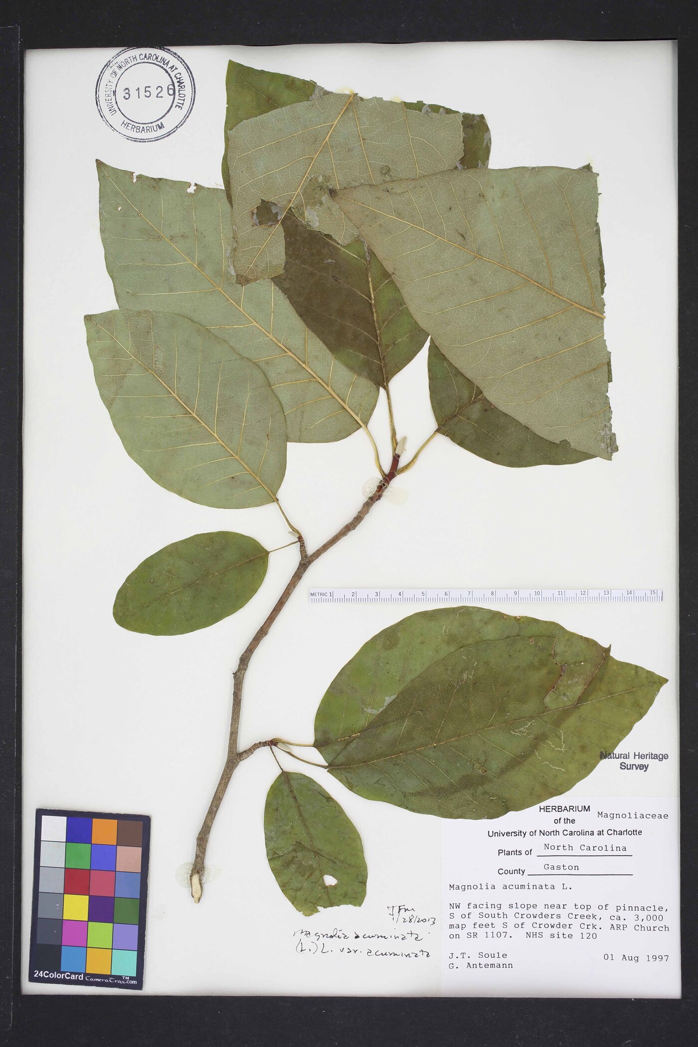 Magnolia acuminata var. acuminata image