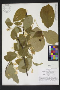 Styrax grandifolius image