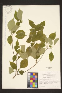 Swida alternifolia image