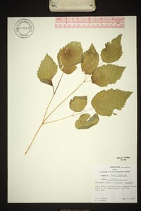 Aruncus dioicus image