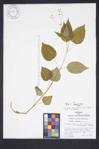 Circaea canadensis image