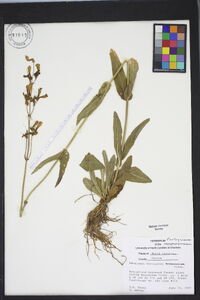 Penstemon laevigatus image