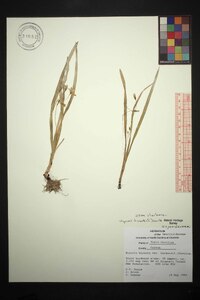 Hypoxis hirsuta var. hirsuta image