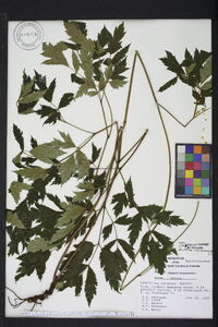 Actaea racemosa image