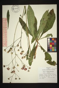 Vernonia acaulis image