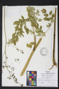 Thalictrum amphibolum image