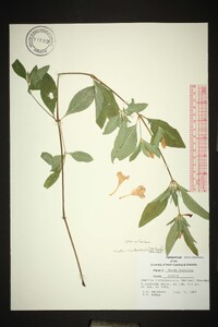 Ruellia caroliniensis image