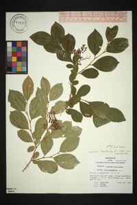 Lyonia ligustrina var. ligustrina image