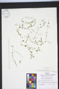 Callitriche heterophylla var. heterophylla image