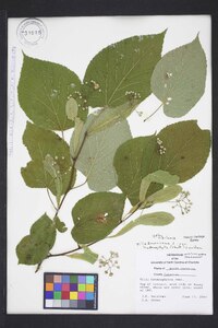 Tilia americana var. heterophylla image