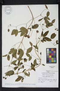 Clematis viorna image