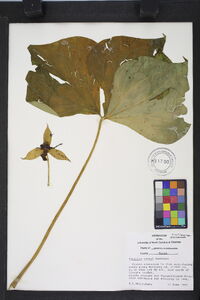 Trillium vaseyi image