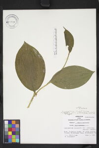 Cypripedium parviflorum var. pubescens image