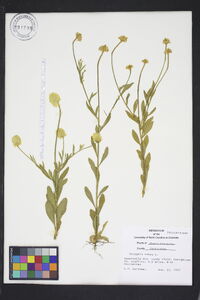 Polygala lutea image