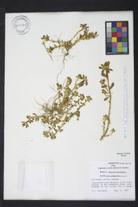 Portulaca amilis image