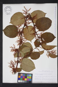 Reynoutria japonica image