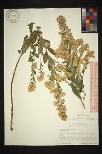 Solidago petiolaris var. petiolaris image