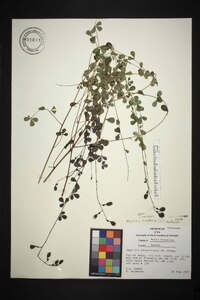 Baptisia tinctoria image